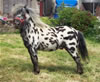 Miniature spotted pony stallion